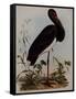 Black Stork, Engraved, from 'Illustrations of British Ornithology' by John Prideaux Selby, 1841-Henry Thomas Alken-Framed Stretched Canvas
