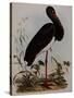 Black Stork, Engraved, from 'Illustrations of British Ornithology' by John Prideaux Selby, 1841-Henry Thomas Alken-Stretched Canvas