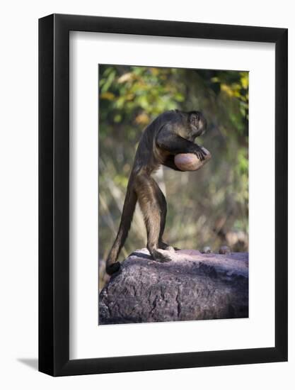 Black-Striped Capuchin (Sapajus Libidinosus) Using Rock as a Tool to Break Open Palm Nut Parnaiba-Ben Cranke-Framed Photographic Print