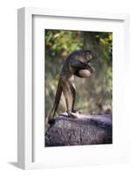 Black-Striped Capuchin (Sapajus Libidinosus) Using Rock as a Tool to Break Open Palm Nut Parnaiba-Ben Cranke-Framed Photographic Print