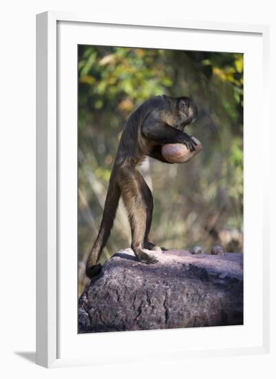 Black-Striped Capuchin (Sapajus Libidinosus) Using Rock as a Tool to Break Open Palm Nut Parnaiba-Ben Cranke-Framed Photographic Print