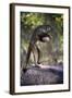 Black-Striped Capuchin (Sapajus Libidinosus) Using Rock as a Tool to Break Open Palm Nut Parnaiba-Ben Cranke-Framed Photographic Print