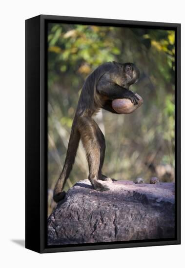 Black-Striped Capuchin (Sapajus Libidinosus) Using Rock as a Tool to Break Open Palm Nut Parnaiba-Ben Cranke-Framed Stretched Canvas