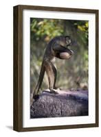 Black-Striped Capuchin (Sapajus Libidinosus) Using Rock as a Tool to Break Open Palm Nut Parnaiba-Ben Cranke-Framed Photographic Print