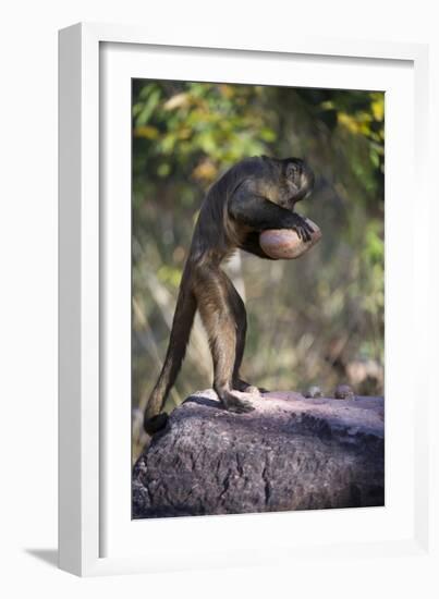 Black-Striped Capuchin (Sapajus Libidinosus) Using Rock as a Tool to Break Open Palm Nut Parnaiba-Ben Cranke-Framed Photographic Print