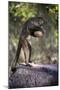 Black-Striped Capuchin (Sapajus Libidinosus) Using Rock as a Tool to Break Open Palm Nut Parnaiba-Ben Cranke-Mounted Photographic Print