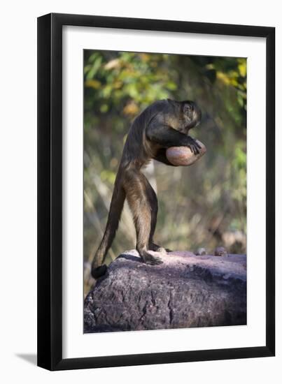 Black-Striped Capuchin (Sapajus Libidinosus) Using Rock as a Tool to Break Open Palm Nut Parnaiba-Ben Cranke-Framed Premium Photographic Print