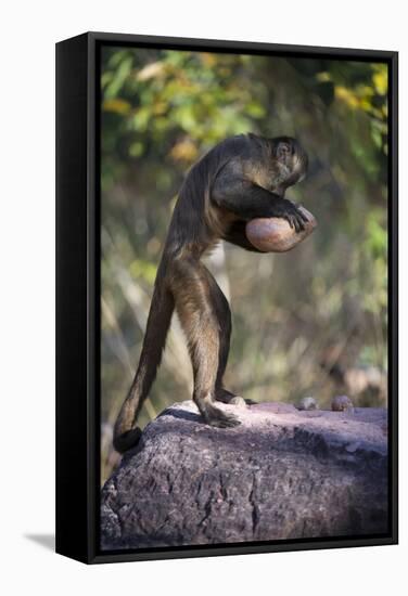 Black-Striped Capuchin (Sapajus Libidinosus) Using Rock as a Tool to Break Open Palm Nut Parnaiba-Ben Cranke-Framed Stretched Canvas