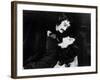 Black Sunday, Ivo Garrani, Barbara Steele, 1960 [US: 1961]-null-Framed Photo