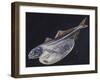Black Swallower (Chiasmodon Niger), Chiasmodontidae, Drawing-null-Framed Giclee Print