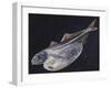 Black Swallower (Chiasmodon Niger), Chiasmodontidae, Drawing-null-Framed Giclee Print