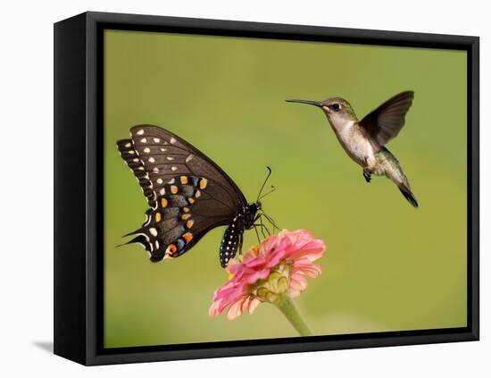 Black Swallowtail Butterfly Feeding On Pink Flower With A Hummingbird Hovering Next To It-Sari ONeal-Framed Stretched Canvas