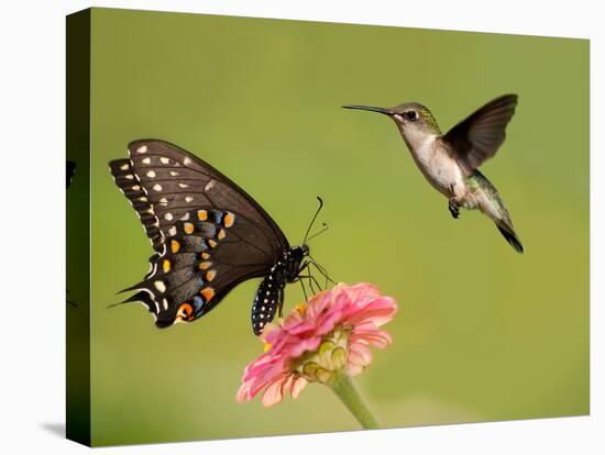 Black Swallowtail Butterfly Feeding On Pink Flower With A Hummingbird Hovering Next To It-Sari ONeal-Stretched Canvas