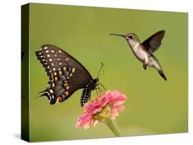 Black Swallowtail Butterfly Feeding On Pink Flower With A Hummingbird Hovering Next To It-Sari ONeal-Stretched Canvas