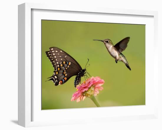 Black Swallowtail Butterfly Feeding On Pink Flower With A Hummingbird Hovering Next To It-Sari ONeal-Framed Photographic Print