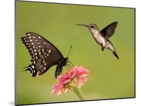 Black Swallowtail Butterfly Feeding On Pink Flower With A Hummingbird Hovering Next To It-Sari ONeal-Mounted Photographic Print