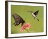 Black Swallowtail Butterfly Feeding On Pink Flower With A Hummingbird Hovering Next To It-Sari ONeal-Framed Photographic Print