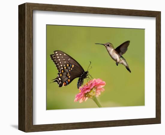 Black Swallowtail Butterfly Feeding On Pink Flower With A Hummingbird Hovering Next To It-Sari ONeal-Framed Photographic Print