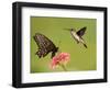 Black Swallowtail Butterfly Feeding On Pink Flower With A Hummingbird Hovering Next To It-Sari ONeal-Framed Photographic Print