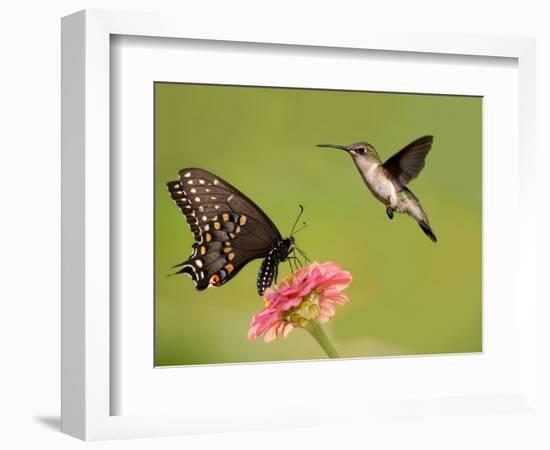 Black Swallowtail Butterfly Feeding On Pink Flower With A Hummingbird Hovering Next To It-Sari ONeal-Framed Photographic Print