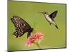 Black Swallowtail Butterfly Feeding On Pink Flower With A Hummingbird Hovering Next To It-Sari ONeal-Mounted Photographic Print