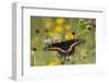 Black swallowtail butterfly feeding.-Larry Ditto-Framed Photographic Print