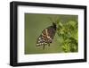 Black Swallowtail Butterfly Male Marion County Il-Richard ans Susan Day-Framed Photographic Print