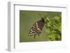 Black Swallowtail Butterfly Male Marion County Il-Richard ans Susan Day-Framed Photographic Print