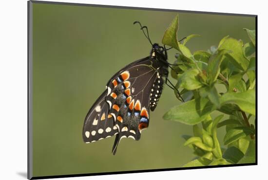 Black Swallowtail Butterfly Male Marion County Il-Richard ans Susan Day-Mounted Photographic Print