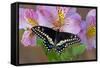 Black Swallowtail Butterfly-Darrell Gulin-Framed Stretched Canvas