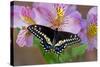 Black Swallowtail Butterfly-Darrell Gulin-Stretched Canvas