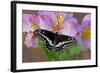 Black Swallowtail Butterfly-Darrell Gulin-Framed Photographic Print