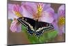 Black Swallowtail Butterfly-Darrell Gulin-Mounted Photographic Print