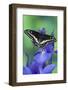 Black Swallowtail Butterfly-Darrell Gulin-Framed Photographic Print