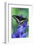 Black Swallowtail Butterfly-Darrell Gulin-Framed Photographic Print