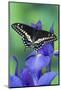 Black Swallowtail Butterfly-Darrell Gulin-Mounted Photographic Print