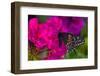 Black Swallowtail Butterfly-Darrell Gulin-Framed Photographic Print