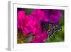 Black Swallowtail Butterfly-Darrell Gulin-Framed Photographic Print