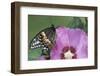 Black Swallowtail Butterfly-null-Framed Photographic Print
