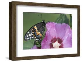 Black Swallowtail Butterfly-null-Framed Photographic Print