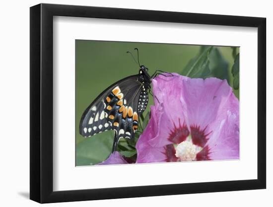 Black Swallowtail Butterfly-null-Framed Photographic Print