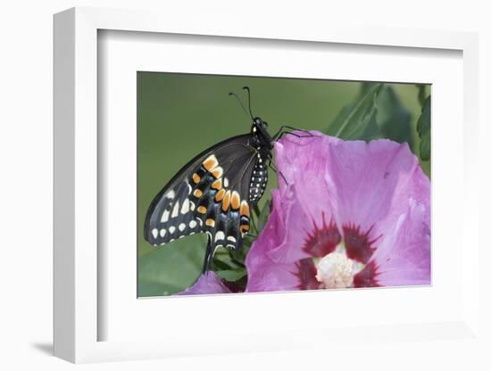 Black Swallowtail Butterfly-null-Framed Photographic Print