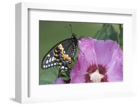 Black Swallowtail Butterfly-null-Framed Photographic Print