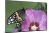 Black Swallowtail Butterfly-null-Mounted Photographic Print