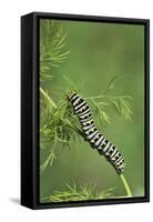 Black Swallowtail caterpillar eating on fennel, Hill Country, Texas, USA-Rolf Nussbaumer-Framed Stretched Canvas