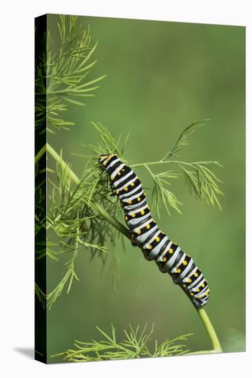 Black Swallowtail caterpillar eating on fennel, Hill Country, Texas, USA-Rolf Nussbaumer-Stretched Canvas