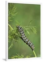 Black Swallowtail caterpillar eating on fennel, Hill Country, Texas, USA-Rolf Nussbaumer-Framed Photographic Print