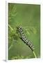 Black Swallowtail caterpillar eating on fennel, Hill Country, Texas, USA-Rolf Nussbaumer-Framed Photographic Print