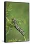 Black Swallowtail caterpillar eating on fennel, Hill Country, Texas, USA-Rolf Nussbaumer-Framed Stretched Canvas