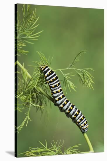 Black Swallowtail caterpillar eating on fennel, Hill Country, Texas, USA-Rolf Nussbaumer-Stretched Canvas